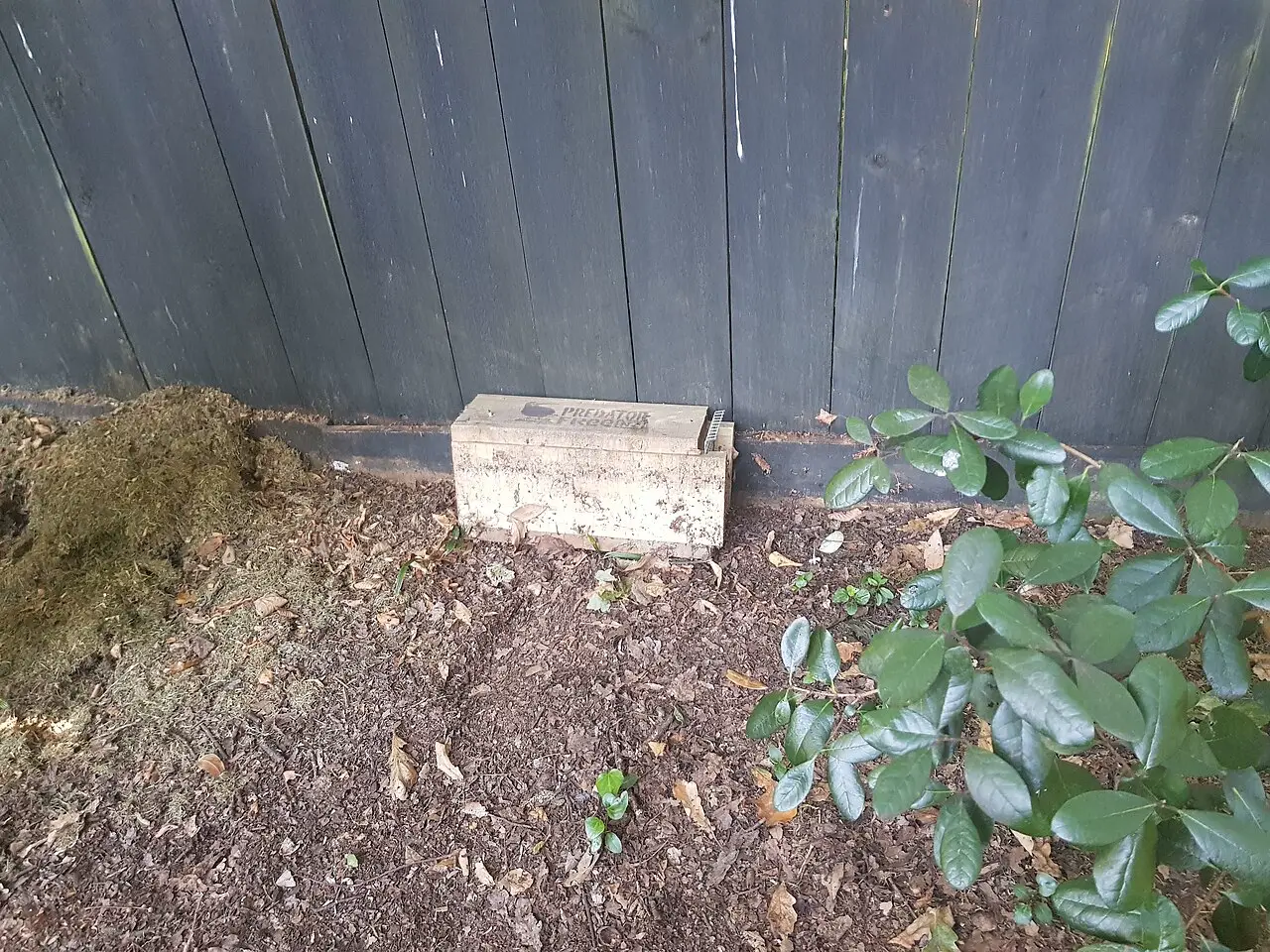 roof rat travel route along a Houston fence line near drainage and shrubs